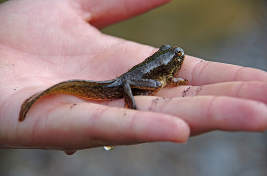 ウシガエル」の写真素材 | 17,742件の無料イラスト画像 | Adobe Stock