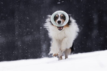 Border collie dog in snow