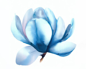 Watercolor magnolia flower on a white background