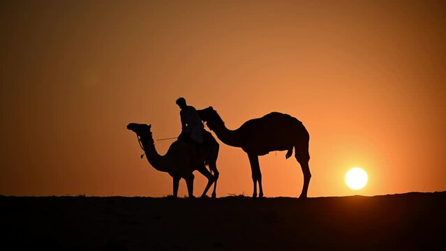 Silhouetted against the setting sun, an Arab Bedouin with his camels in the vast Arabian desert, United Arab Emirates.
