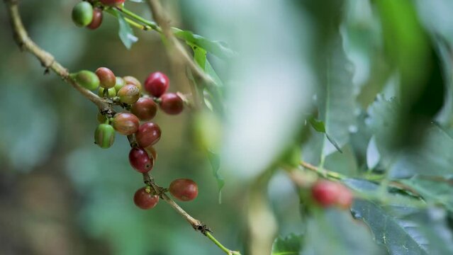 Coffee fruit on coffee trees in an organic farm.