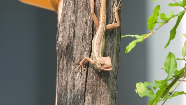 Lizard in tree waiting for food .