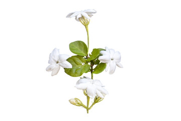 white flowers jasmine local flora arrangement flat lay postcard style 