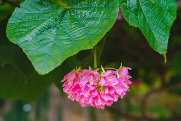 Beautiful pink flowers of a Dombeya wallichii  flowering shrub of the family Malvaceae, tropical hydrangea