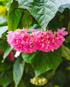 Dombeya wallichii, or tropical hydrangea, graces the scene with its stunning pink flowers