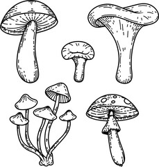 Hand drawn illustration of mushrooms. Design element for decoration. Vector illustration