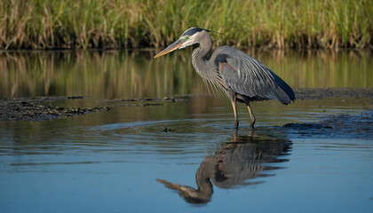 Fototapeta premium A solitary great blue heron as it stands motionless in the shallows of a marsh, its sleek silhouette mirrored perfectly in the still waters below and Highlight the intricate patterns of its plumage an