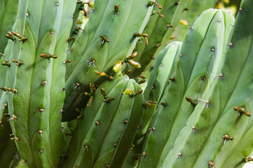 Myrtillocactus or blueberry cactus, Rauhocereus riosaniensis. Succulents