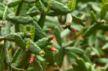 Flowering Opuntia Ficus-Indica cactus, Indian fig opuntia or prickly pear cactus. Succulent with red flowers