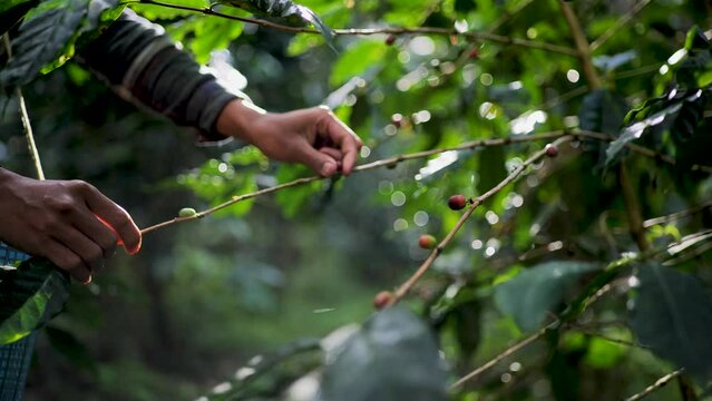 Unripe coffee fruit on the coffee tree.