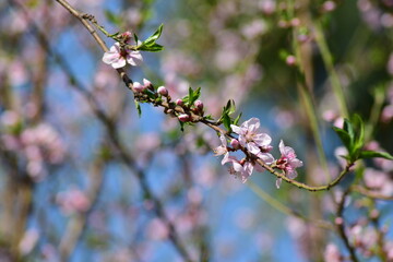 Flowers blossom in spring season. Peach tree bloom.