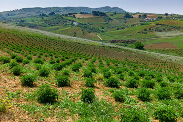 Landscape with vast green fields of young plantings, mountains and some houses and barns in Sicily, Italy