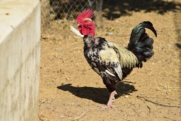 Tuken neck chicken breed in a farm. Desi rooster breed.