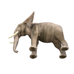 Obraz premium Elephant rendered in different poses and angles. 3D model, PNG.
