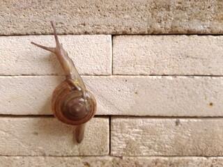 cute snail on the wall © Hanter