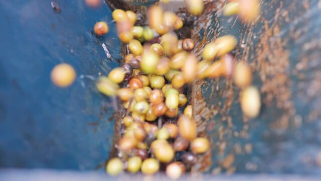 Wash coffee beans after harvesting.Slow motion shot.