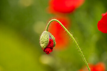 Closeup of common poppy flower bud