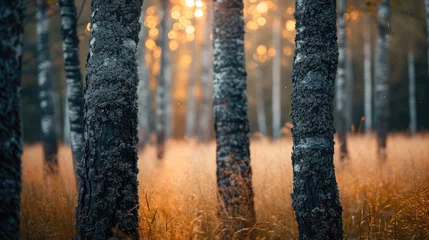 Fotobehang Birch trunks stand tall in a field, a bokeh background adds a dreamy allure, Ai Generated. © Crazy Juke