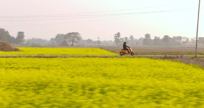 A  male Tourist riding an electric scooter in the fields of mustard flower garden agricultural land Nepal. Filmy and Cinematic fun Drone shot 4K