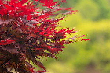 Vibrant red Japanese maple leaves