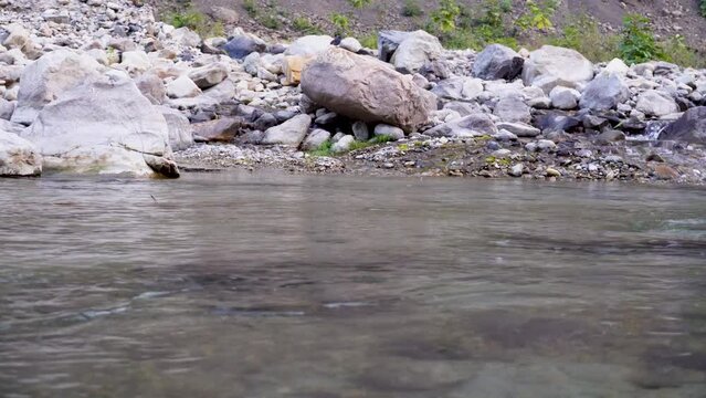 Small Fish Jumping in Baldi River, Maldevta, Dehradun, Uttarakhand, India