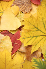 Lots of autumn fallen leaves. Seasonal background, October