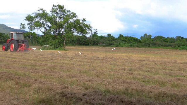 Lawn mower and egrets in ploughing field form a scenic scene.High quality video photography in Chishang, Taitung,Taiwan. Real time. 4K. Eye level shot.