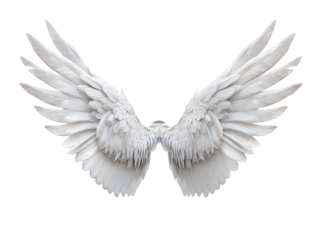 Flying wings isolated on transparent background