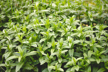 Green Mint Plant Grow Background.