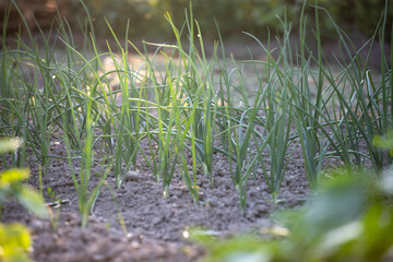 Onion plantation in the vegetable garden