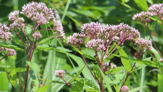  【山野草】ヨツバヒヨドリ（四葉鵯）：Eupatorium glehnii