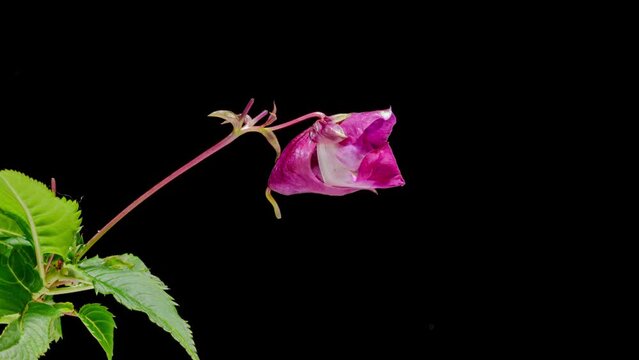Impatiens glandulifera flower opening time lapse