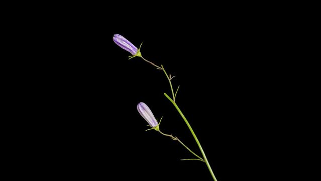 bellflower blossoms opening time lapse
