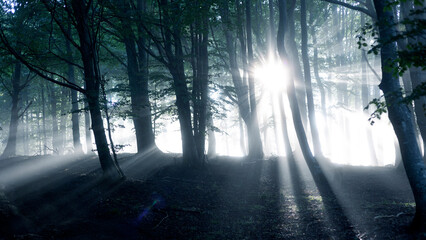 mysterious forest in fog with sunbeams