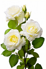 Bouquet of white roses with green leaves on white background.