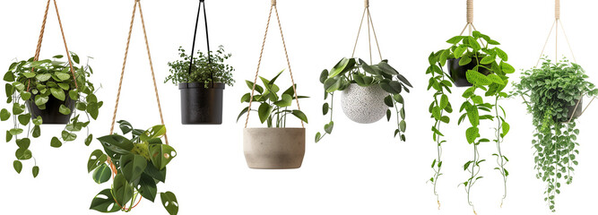 collection of hanging house plants in various pots, isolated on a transparent background - obrazy, fototapety, plakaty