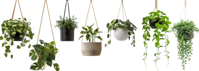 Fotobehang collection of hanging house plants in various pots, isolated on a transparent background © MDNANNU