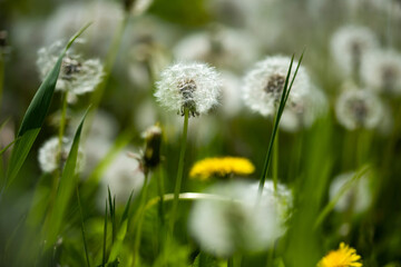 Amazing field with white dandelions in spring
