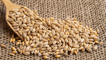 Fototapeta premium Barley beans. Grains of malt close-up. Barley on sacking background. Food and agriculture concept.