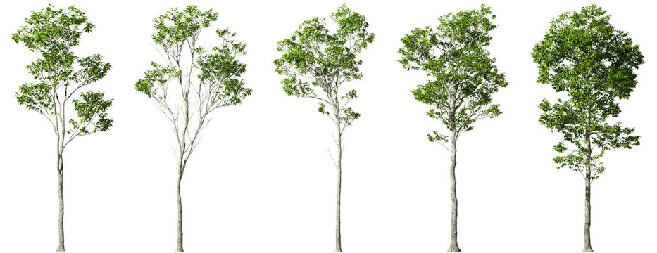 Greenery gardening trees perspective clipart on transparent backgrounds 3d render png