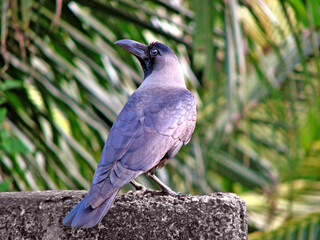 A crow perched on a wall