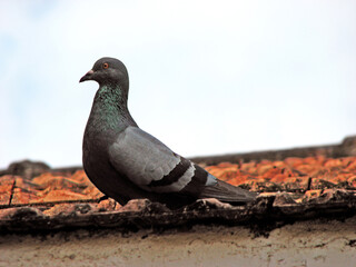 A pigeon perched on the top of a building