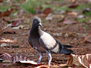 Food search of a pigeon