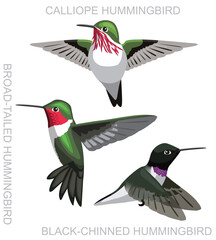Obraz premium Bird Hummingbird Calliope Utah Cartoon Vector