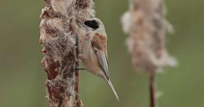 Eurasian penduline tit catching a larva in reedmace