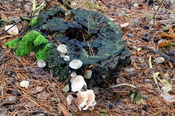 Mushrooms in Autumn at Lake Grosser Bullensee, Lower Saxony