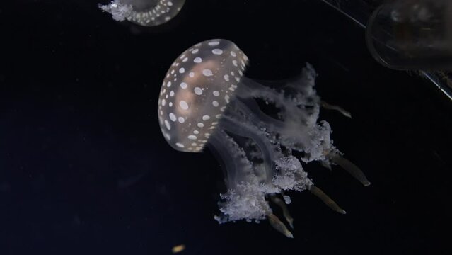 Jellyfish Gracefully Swimming Underwater