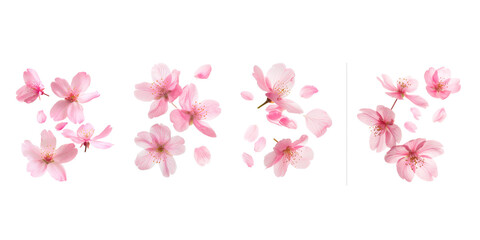 Set of fluttering cherry blossom petal, isolated on transparent background, flowers
