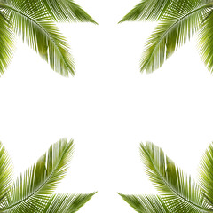 Fototapeta na wymiar Natural palm leaf frame png background 