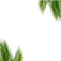 Decoration Palm leafs png background 